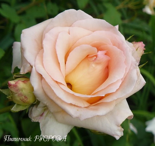 APRICOT NECTAR (JACICOT) ШТ 80-90