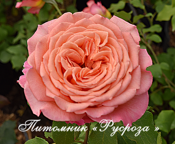 ALBRECHT DURER ROSE