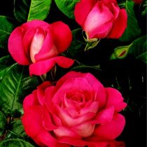 BARONNE DE ROTHSCHILD