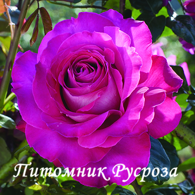 BARONNE DE ROTHSCHILD