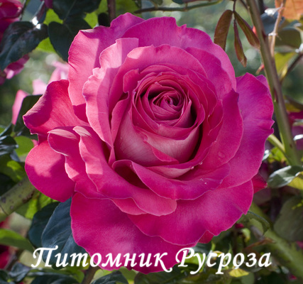 BARONNE DE ROTHSCHILD