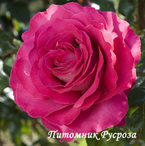 BARONNE DE ROTHSCHILD