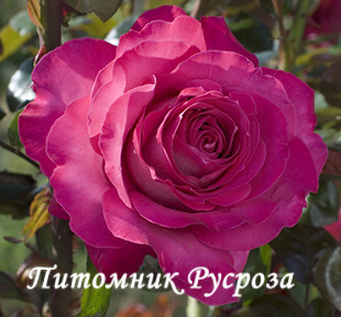 BARONNE DE ROTHSCHILD