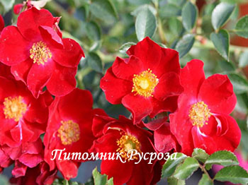 BASSINO (KORMIXAL)