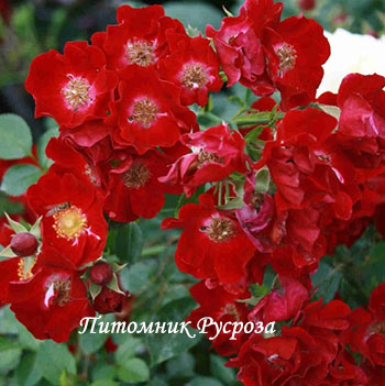 BASSINO (KORMIXAL)