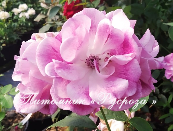 BRILLIANT PINK ICEBERG