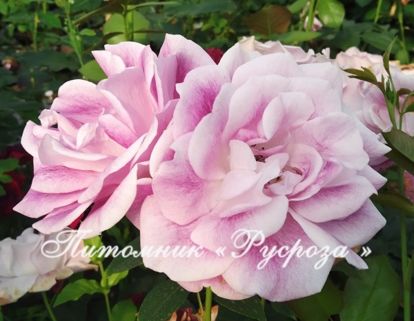 BRILLIANT PINK ICEBERG