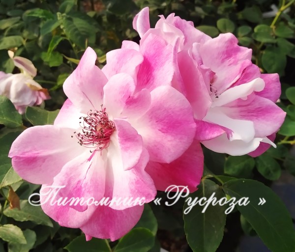 BRILLIANT PINK ICEBERG