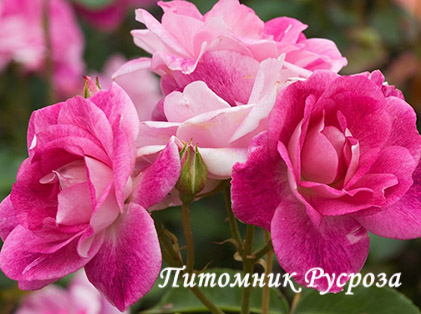 BRILLIANT PINK ICEBERG