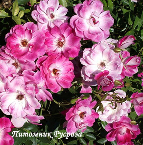 BRILLIANT PINK ICEBERG