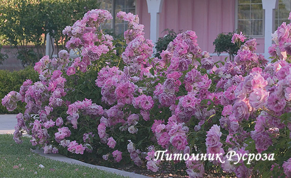 BRILLIANT PINK ICEBERG