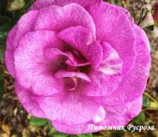 BRILLIANT PINK ICEBERG