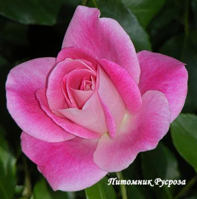 BRILLIANT PINK ICEBERG