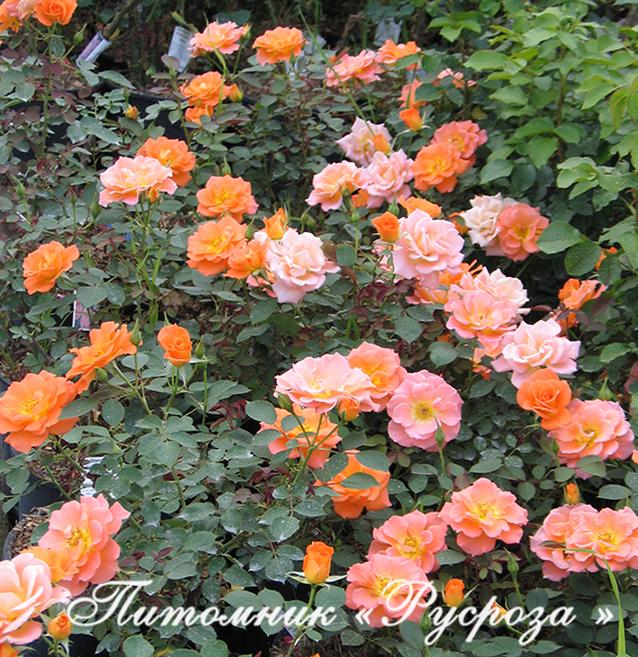 BRILLIANT SWEET DREAM