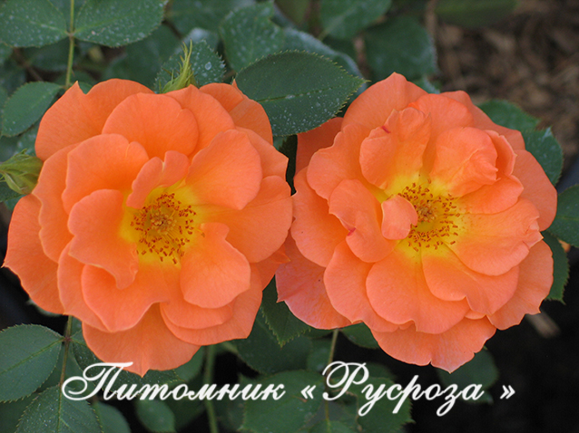 BRILLIANT SWEET DREAM