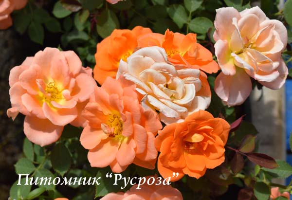 BRILLIANT SWEET DREAM