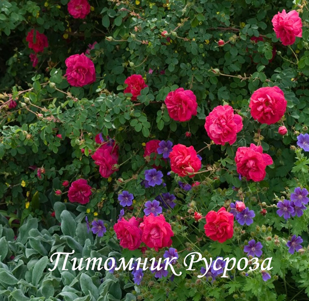 CERISE BOUQUET