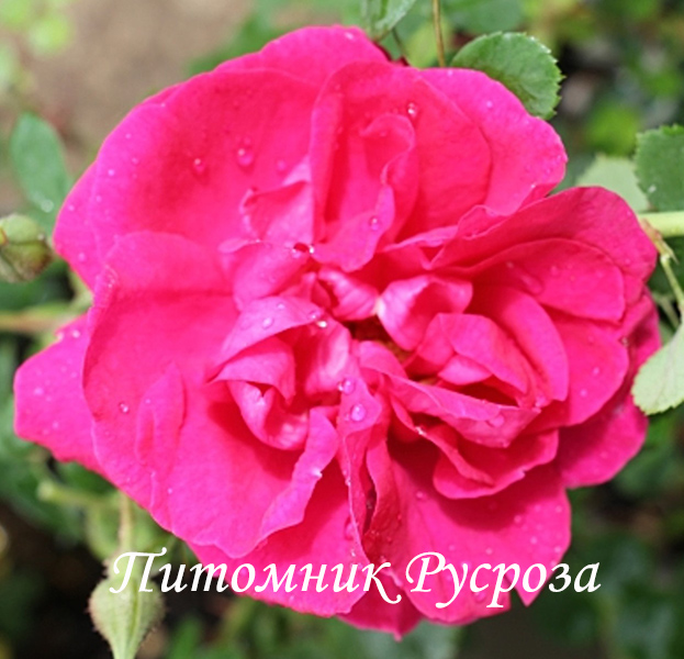 CERISE BOUQUET