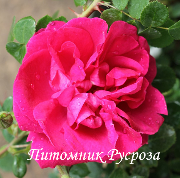 CERISE BOUQUET