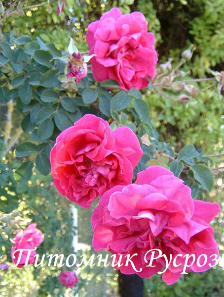 CERISE BOUQUET