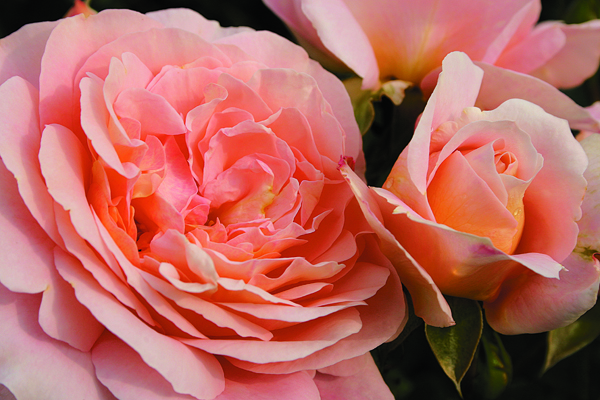 CERVIA (SANGERHAUSER JUBILAUMSROSE)