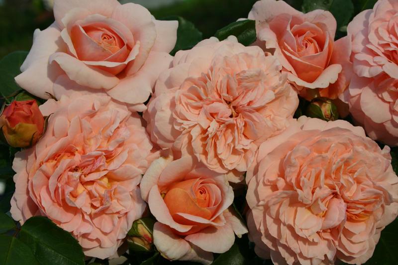 CERVIA (SANGERHAUSER JUBILAUMSROSE)