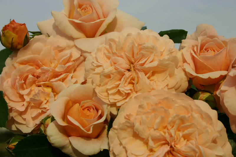 CERVIA (SANGERHAUSER JUBILAUMSROSE)