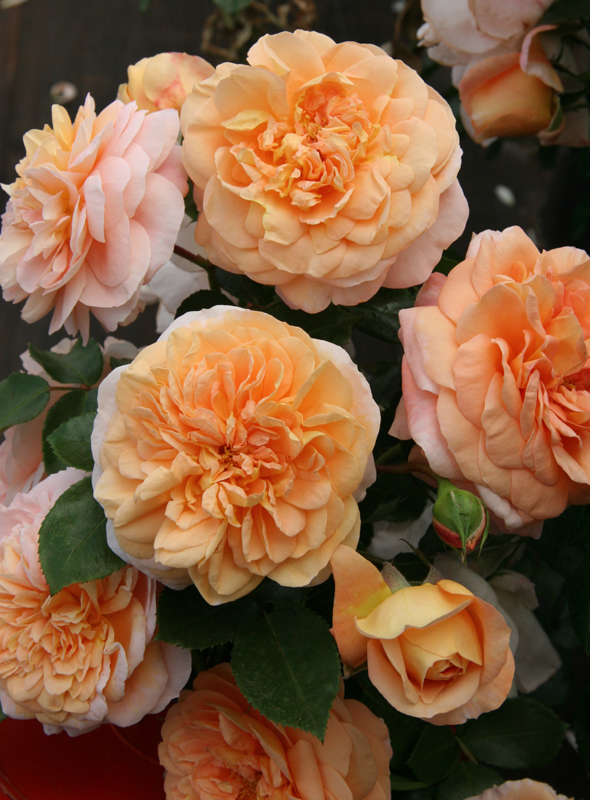 CERVIA (SANGERHAUSER JUBILAUMSROSE)