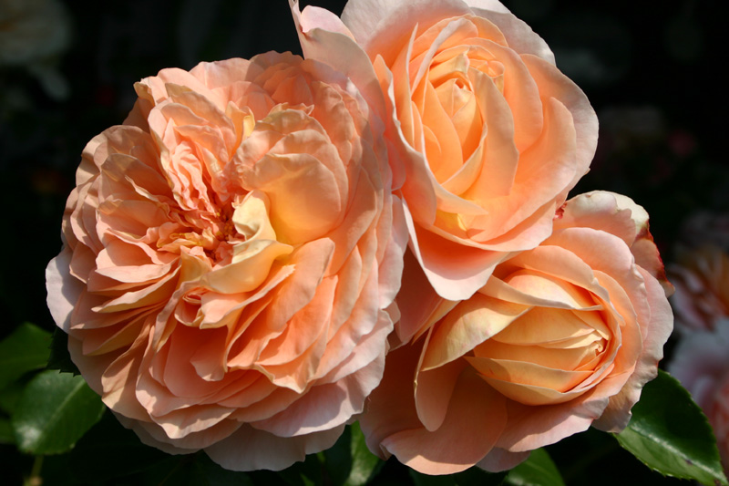 CERVIA (SANGERHAUSER JUBILAUMSROSE)