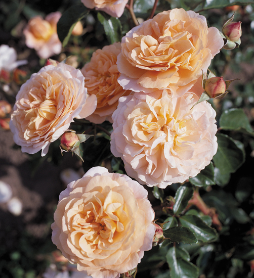 CERVIA (SANGERHAUSER JUBILAUMSROSE)