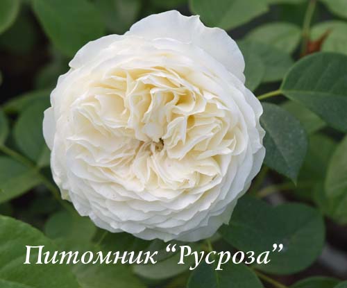 CHAMPAGNE AU MONT D’OR