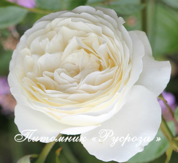 CHAMPAGNE AU MONT D’OR