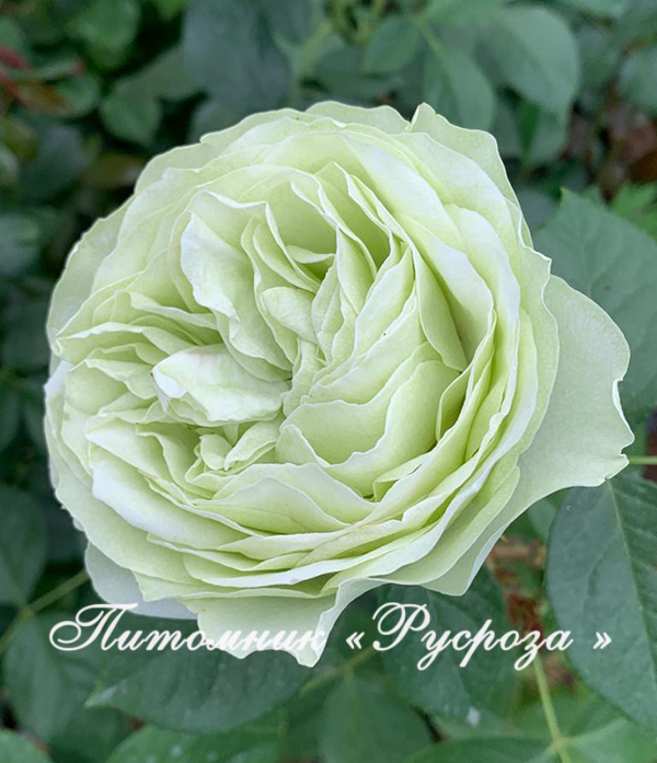 CHAMPAGNE AU MONT D’OR