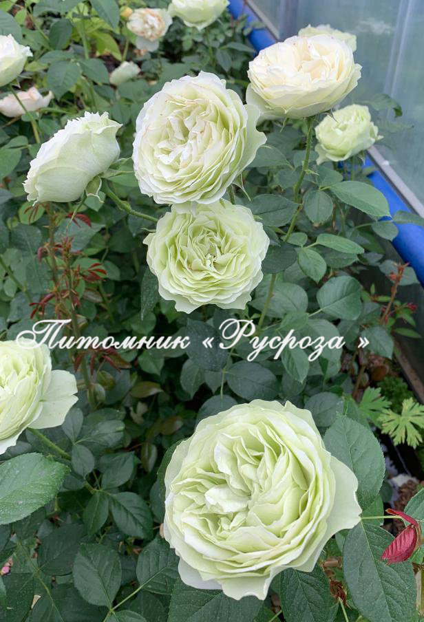 CHAMPAGNE AU MONT D’OR