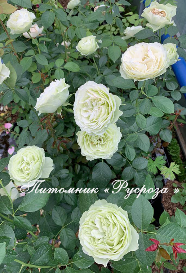 CHAMPAGNE AU MONT D’OR