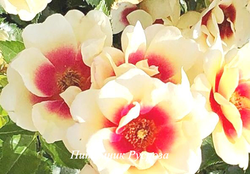 STAND SPEAK RISE UP (VISPERPUR)