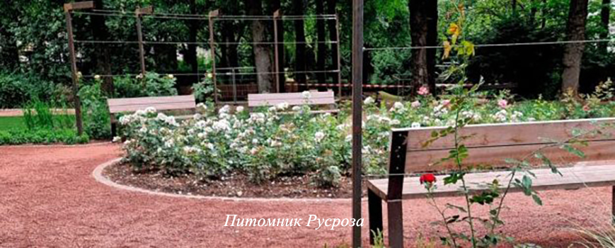 STAND SPEAK RISE UP (VISPERPUR)