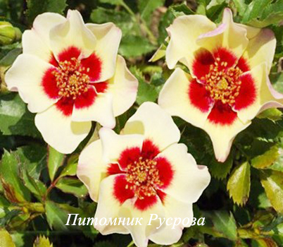 STAND SPEAK RISE UP (VISPERPUR)