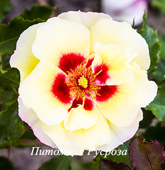 STAND SPEAK RISE UP (VISPERPUR)