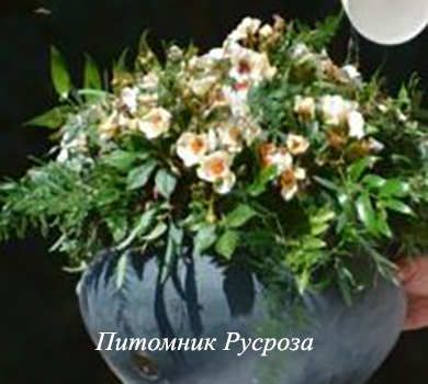 STAND SPEAK RISE UP (VISPERPUR)