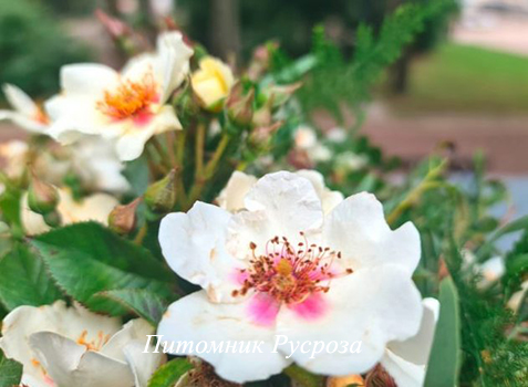 STAND SPEAK RISE UP (VISPERPUR)