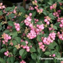 Снежноягодник Symphony 