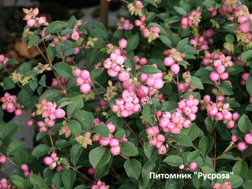 Снежноягодник Symphony 