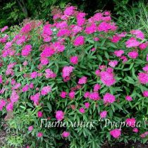 Спирея Бумальда 