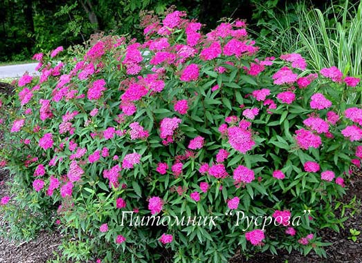 Спирея Бумальда 