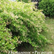 Стефанандра Танаки