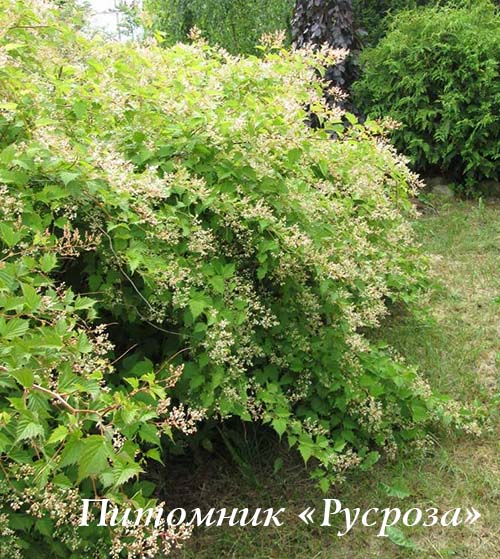 Стефанандра Танаки