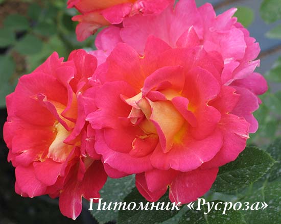 BONANZA (Verbeek) ЧГ