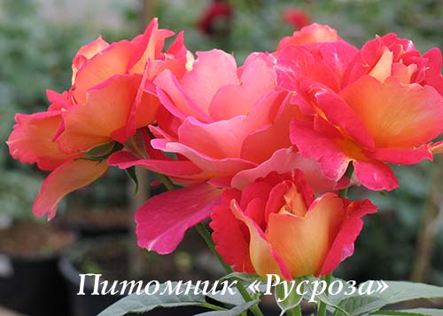 BONANZA (Verbeek) ЧГ