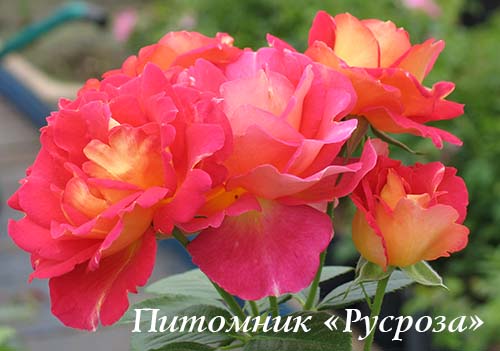 BONANZA (Verbeek) ЧГ